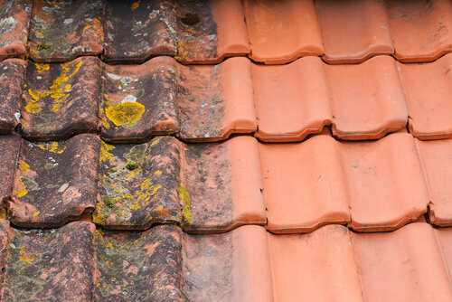 Maintained tile roof vs growing moss tile roof